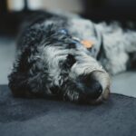 Comment savoir si mon chien a de la fièvre ?