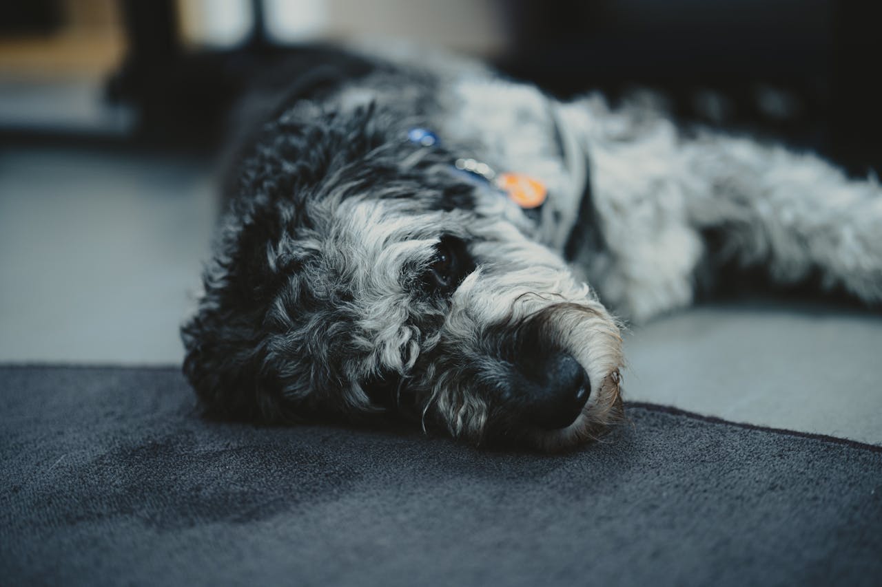 You are currently viewing Comment savoir si mon chien a de la fièvre ?