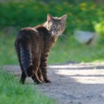 En combien de temps un chat oublie son maître ?