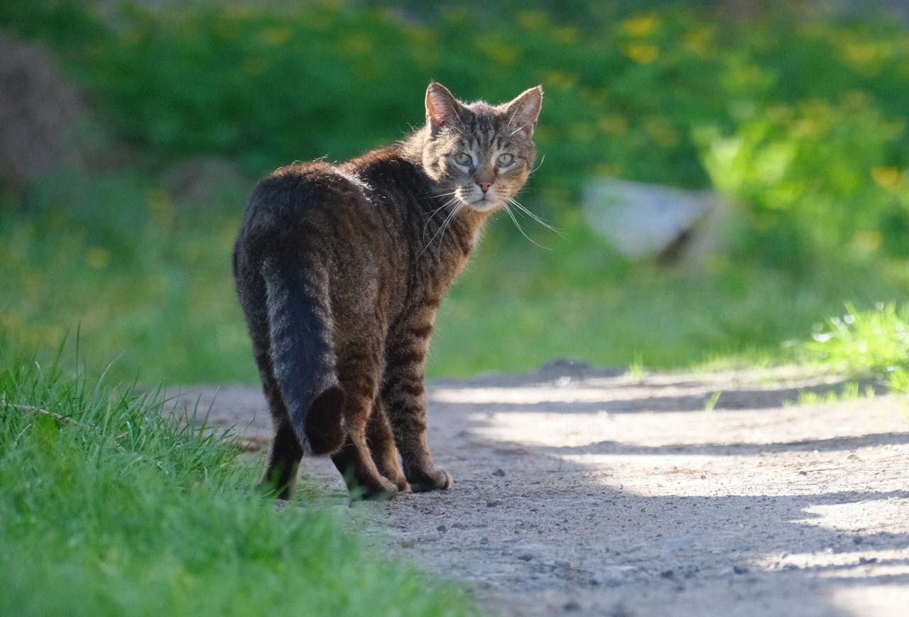 You are currently viewing En combien de temps un chat oublie son maître ?