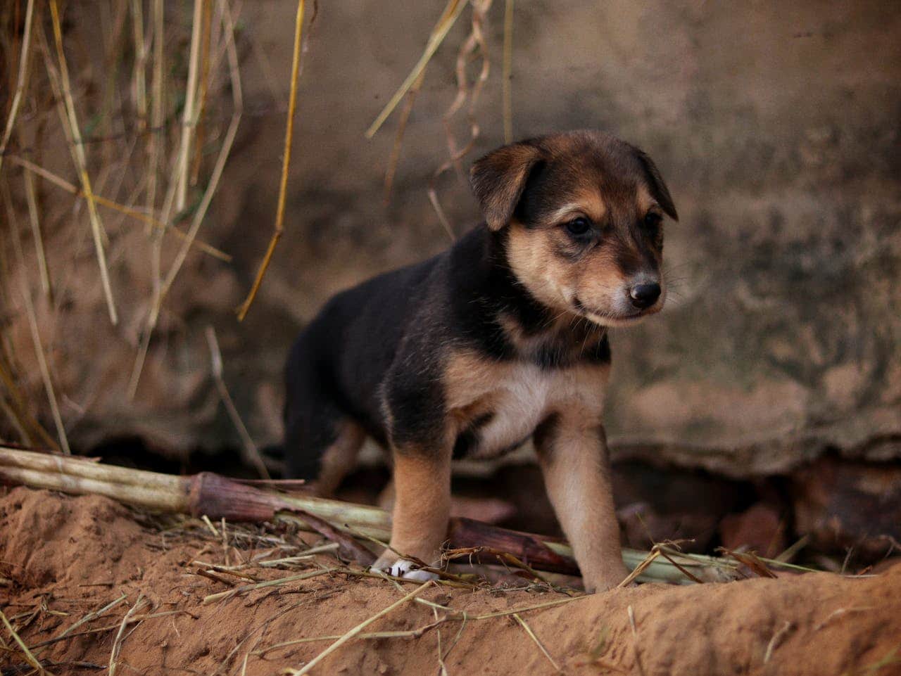 You are currently viewing Jusqu&rsquo;à quel âge un chiot mange ses crottes (et comment y mettre fin)