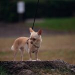 Le chien le plus petit du monde : tout savoir sur Pearl et les races miniatures