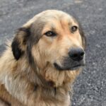 Mon chien a la diarrhée depuis 3 jours : que faire ?