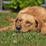 Mon chien vomit de la mousse blanche : causes, conduite à tenir et traitements