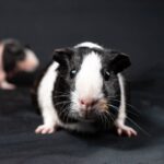 Peut-on laver un cochon d&rsquo;Inde ? Ce qu&rsquo;il faut vraiment savoir