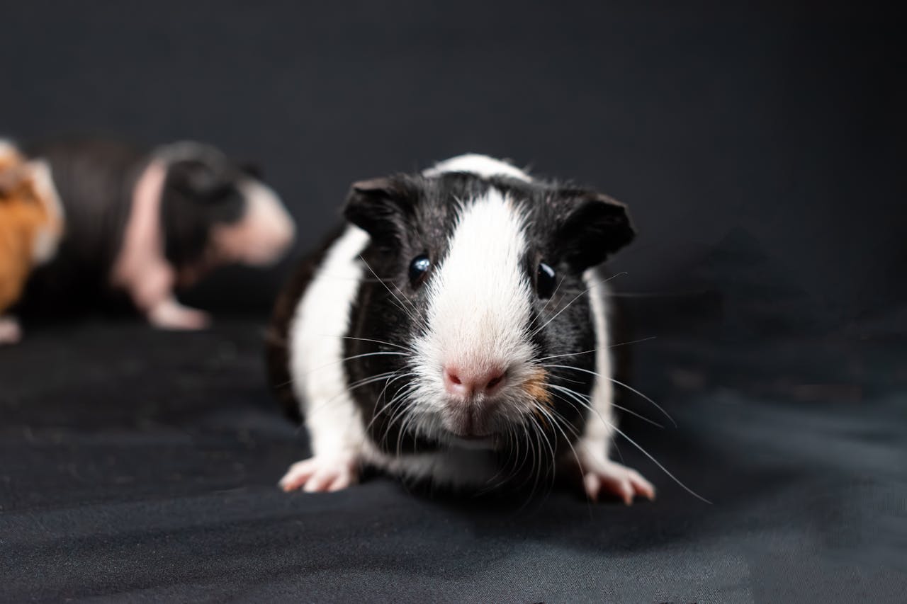 You are currently viewing Peut-on laver un cochon d’Inde ? Ce qu’il faut vraiment savoir