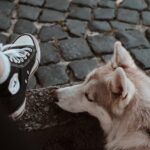 Pourquoi mon chien me lèche les pieds : 7 raisons et quoi faire