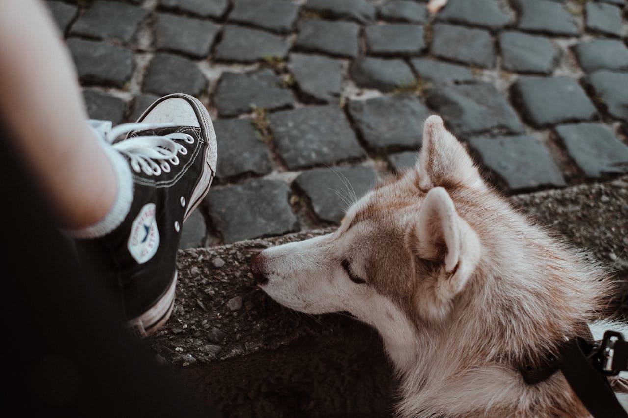 You are currently viewing Pourquoi mon chien me lèche les pieds : 7 raisons et quoi faire