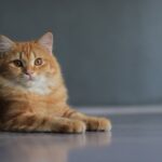 Quoi donner à un chat en diarrhée : aliments, remèdes et traitements