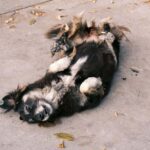 Traiter les puces du chien : le guide complet pour en venir à bout