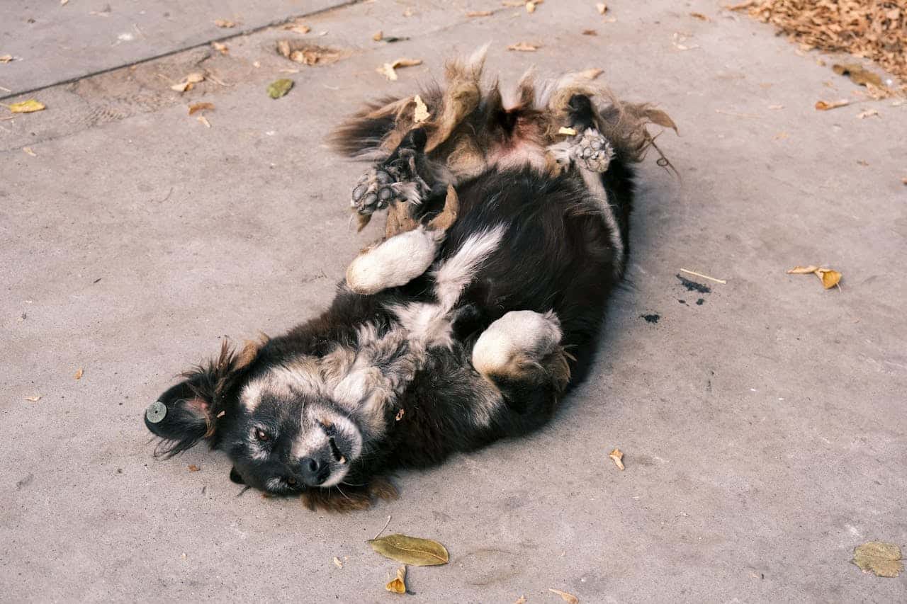 You are currently viewing Traiter les puces du chien : le guide complet pour en venir à bout