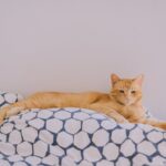 Mon chat fait pipi pour se venger : le mythe déconstruit et les vraies causes