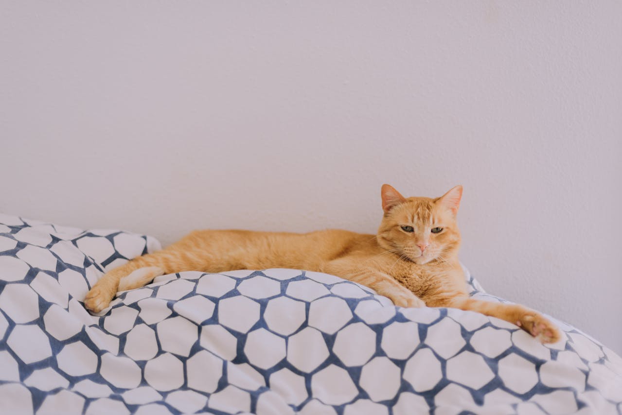 You are currently viewing Mon chat fait pipi pour se venger : le mythe déconstruit et les vraies causes