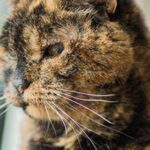 Le chat le plus vieux du monde : records, secrets de longévité et palmarès