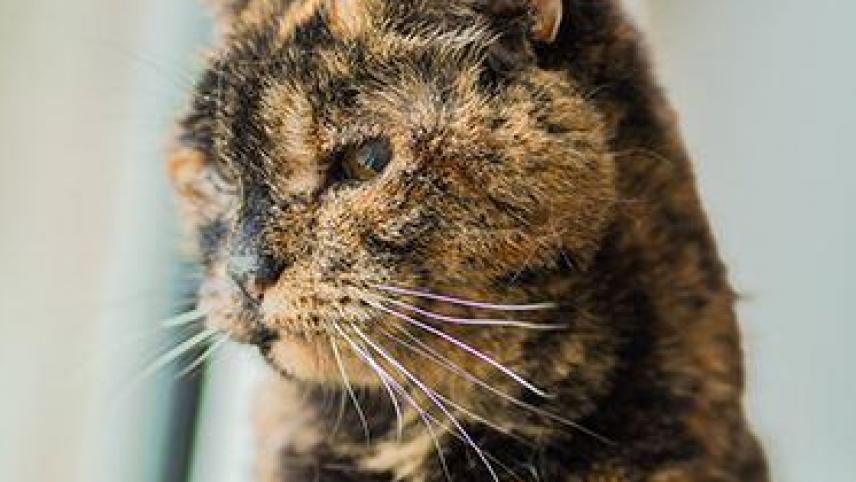 You are currently viewing Le chat le plus vieux du monde : records, secrets de longévité et palmarès