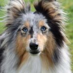 Le chien le plus beau du monde : les 15 races qui font l&rsquo;unanimité