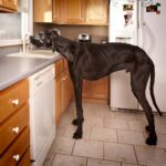 Le chien le plus grand du monde : races, records et conseils pour les adopter