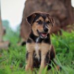 Jusqu&rsquo;à quel âge un chiot mordille ?