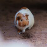 Comment s&rsquo;occuper d&rsquo;un cochon d&rsquo;Inde : le guide complet pour bien débuter