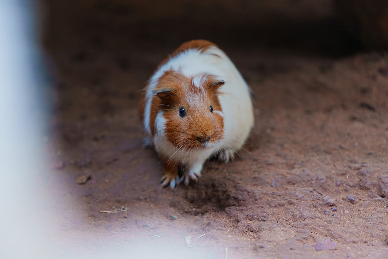 You are currently viewing Comment s&rsquo;occuper d&rsquo;un cochon d&rsquo;Inde : le guide complet pour bien débuter