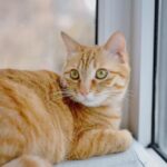 Pilule contraceptive pour chat sans ordonnance sur internet : ce que vous devez vraiment savoir