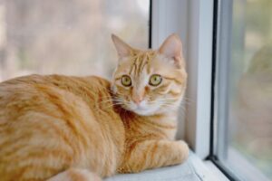 Lire la suite à propos de l’article Pilule contraceptive pour chat sans ordonnance sur internet : ce que vous devez vraiment savoir