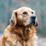 Prix des golden retriever : combien coûte ces chiens en 2026 ?