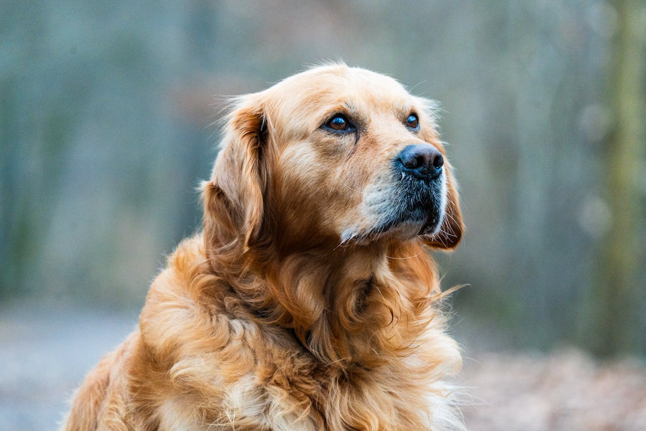 You are currently viewing Prix des golden retriever : combien coûte ces chiens en 2026 ?