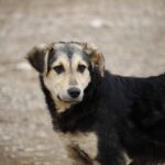 Race de chien moyen calme et affectueux : les 10 meilleures races à adopter