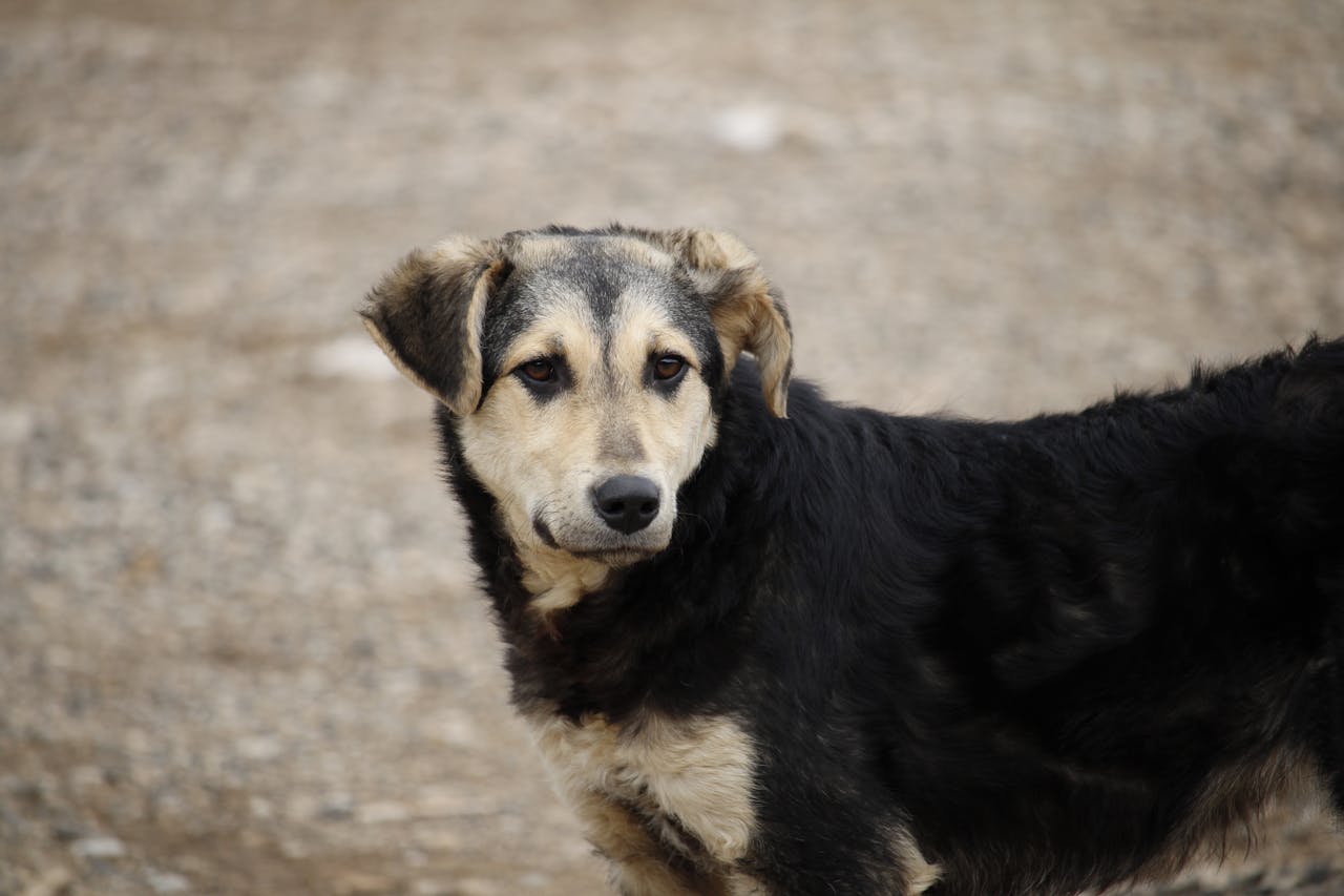 You are currently viewing Race de chien moyen calme et affectueux : les 10 meilleures races à adopter