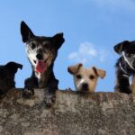 Les races de chiens de A à Z : guide complet pour choisir la vôtre