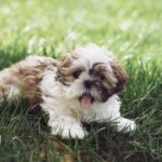 15 raisons de ne pas adopter un shih tzu (et ce qu&rsquo;on oublie de vous dire)
