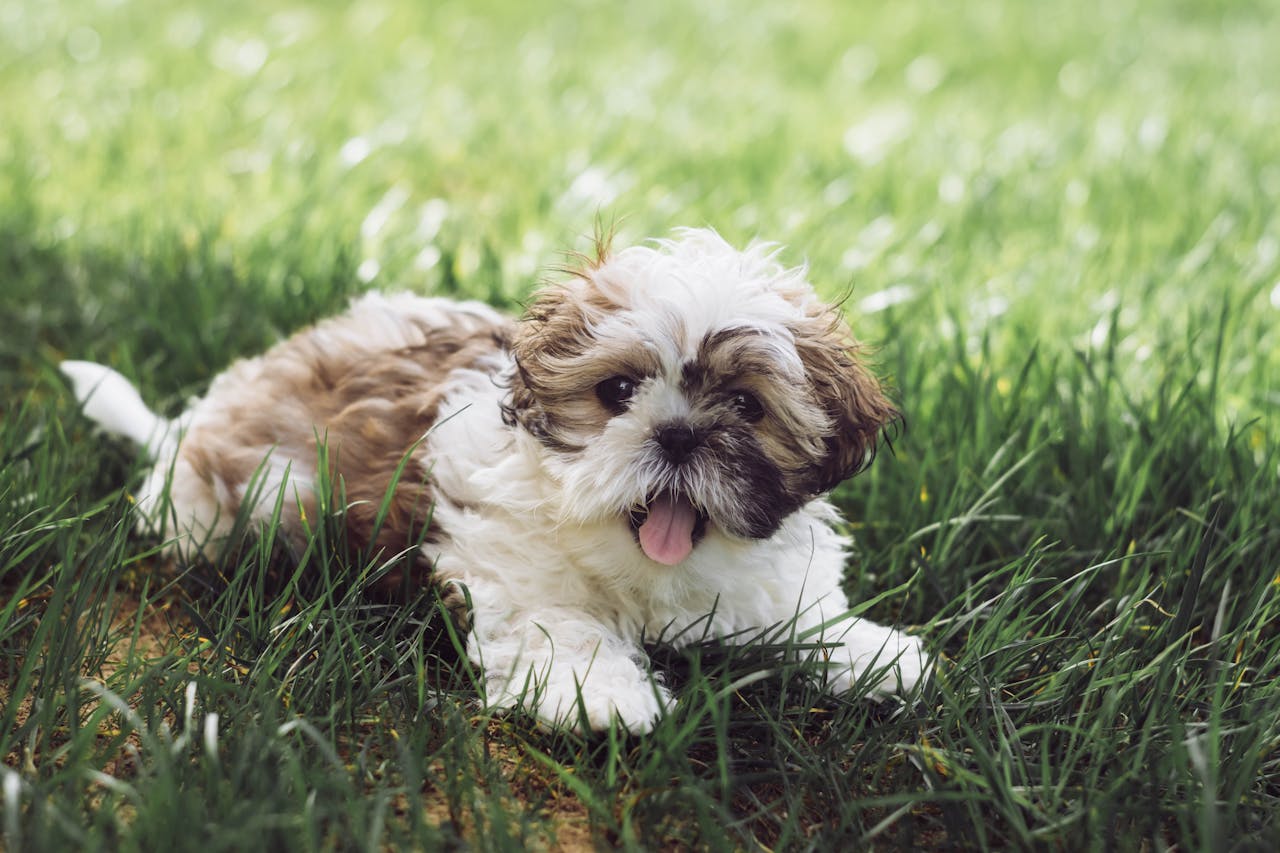 You are currently viewing 15 raisons de ne pas adopter un shih tzu (et ce qu’on oublie de vous dire)