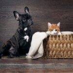 Le transport du chat : astuces pour des trajets sereins et sécurisés