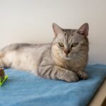 À quel âge un chat est adulte ?