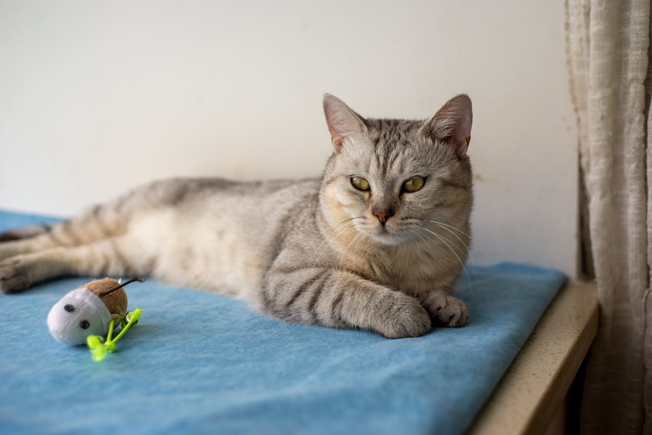 You are currently viewing À quel âge un chat est adulte ?