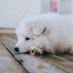 Combien de temps pour évacuer un corps étranger chez un chien ?