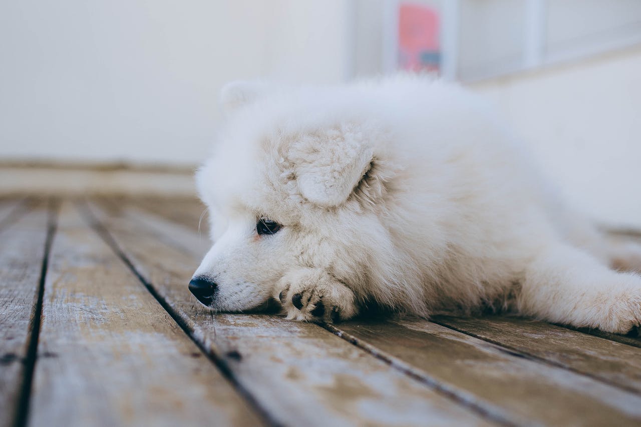 You are currently viewing Combien de temps pour évacuer un corps étranger chez un chien ?