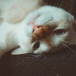 Comment savoir si mon chat a de la fièvre ?