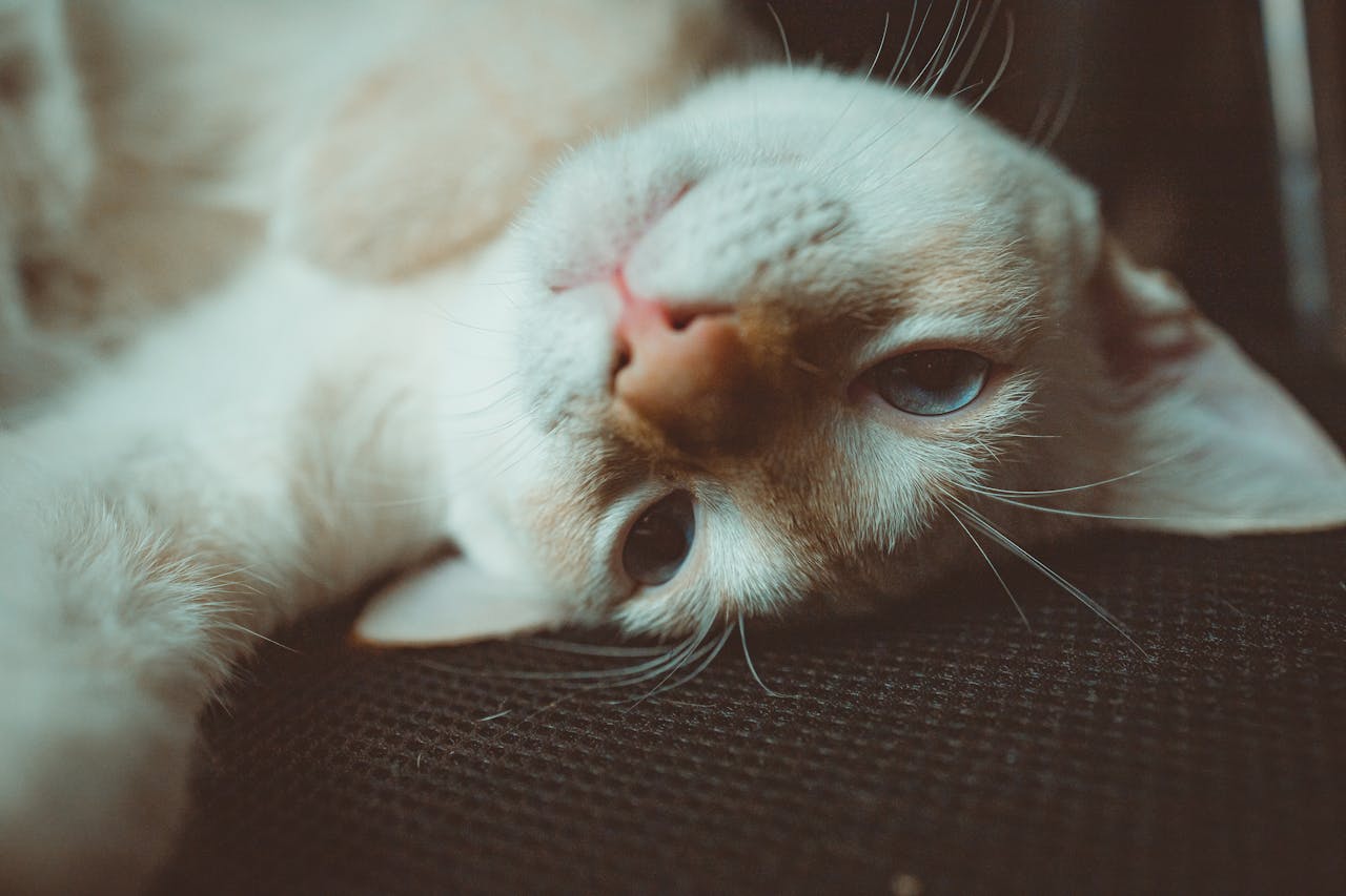 You are currently viewing Comment savoir si mon chat a de la fièvre ?
