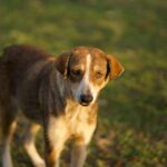 Mon chien fait caca du sang liquide : causes, urgences et quoi faire