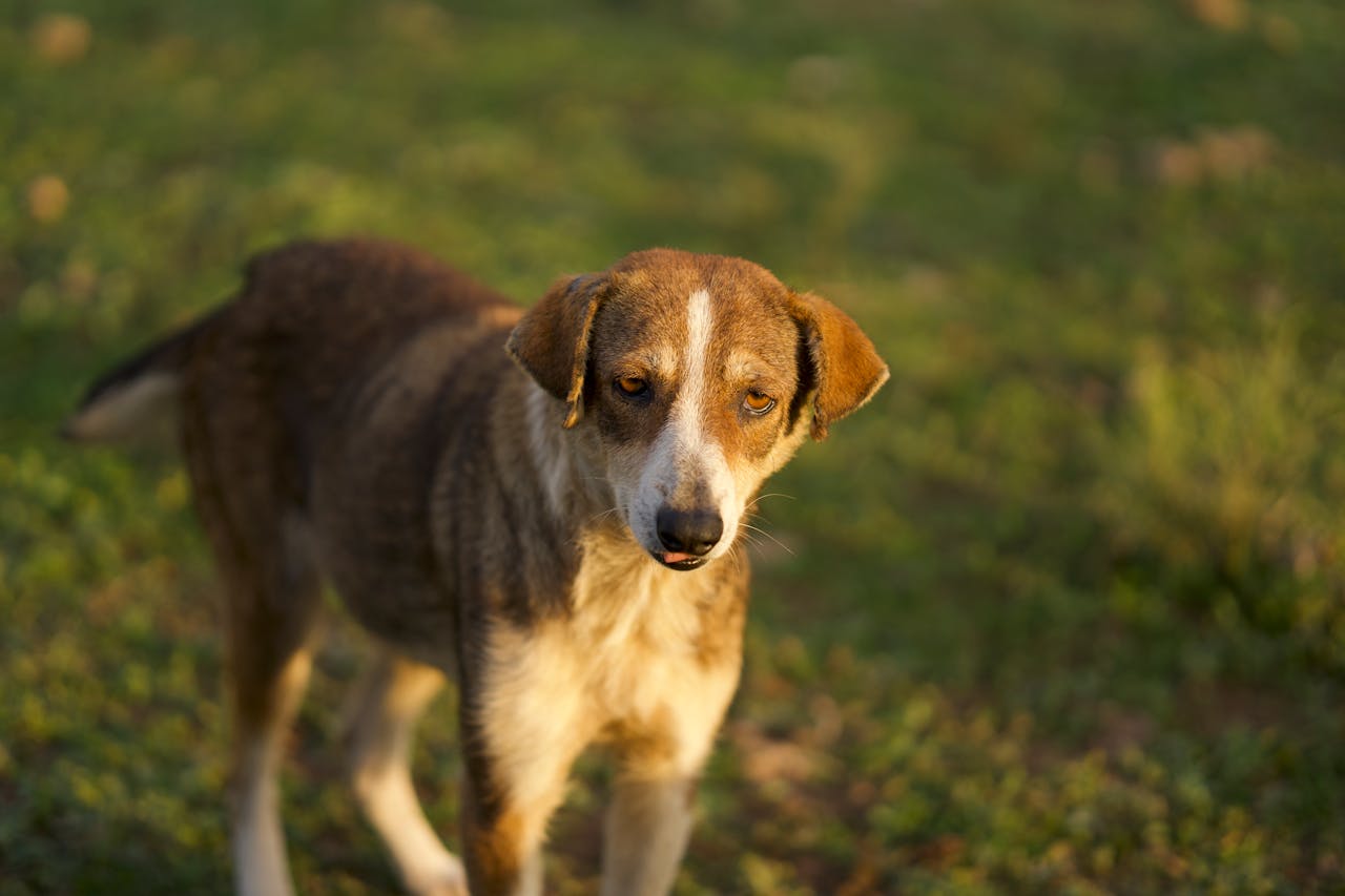 You are currently viewing Mon chien fait caca du sang liquide : causes, urgences et quoi faire