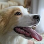 Mon chien respire vite et tire la langue au repos : faut-il s&rsquo;inquiéter ?