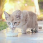Peut-on donner du lait à son chat ?