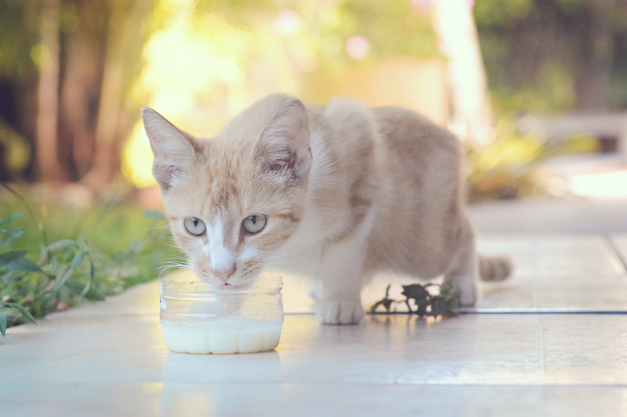 You are currently viewing Peut-on donner du lait à son chat ?