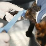 À quel âge stériliser un chat femelle ?