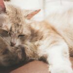 Allergie au poil de chat : les remèdes de grand-mère qui soulagent vraiment