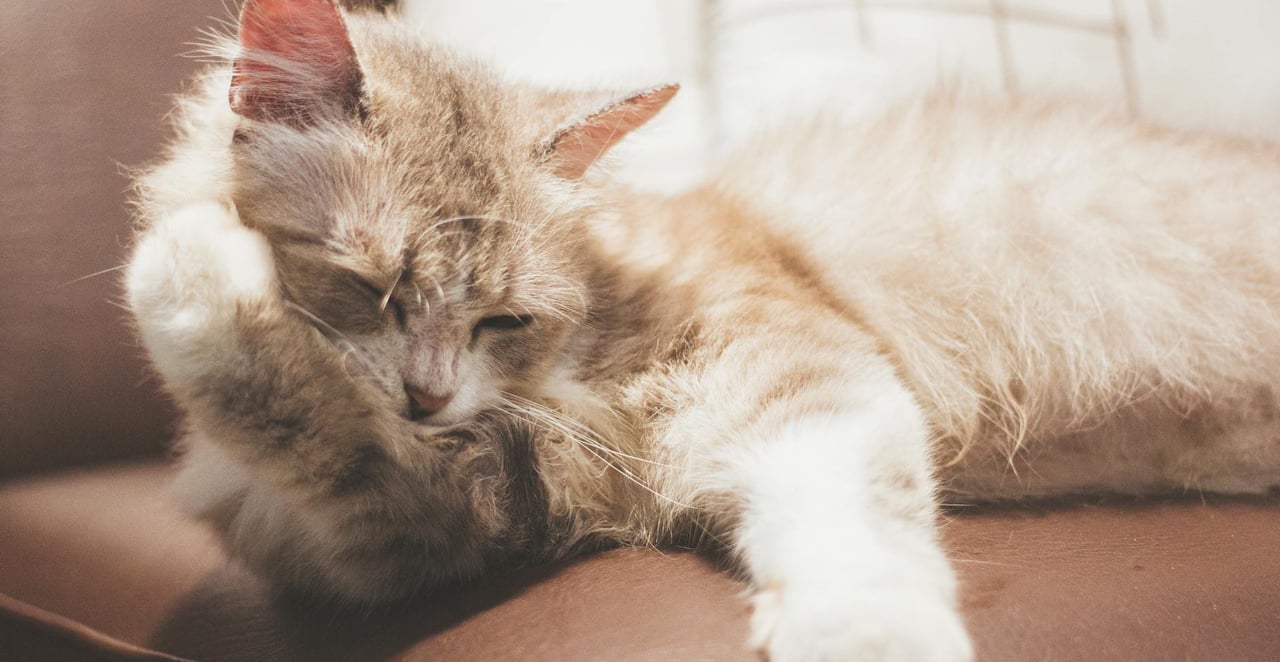 You are currently viewing Allergie au poil de chat : les remèdes de grand-mère qui soulagent vraiment