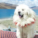 Le chien le plus cher du monde : record, races et prix en 2025