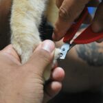 Comment couper les ongles d&rsquo;un chien : guide pas à pas